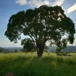 WhatsApp Image 2020-06-15 at 21.32.05 (1)